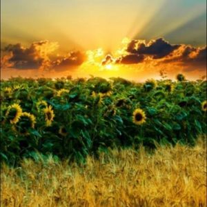 Meet your Posher, Summer